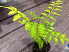 山椒の若苗（土入り1ポット）のサムネイル