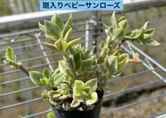 ④6☆根付き☆ベビーサンローズ☆白花☆大放出☆4株=699円☆ - メルカリ