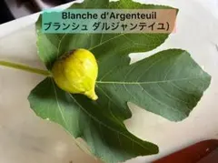 くろまめ様 リクエスト 2点 まとめ商品