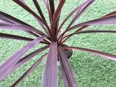 Old Clothes Shop 様 リクエスト 2点 まとめ商品