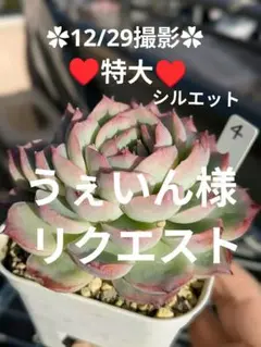 うぇいん様 リクエスト 2点 まとめ商品