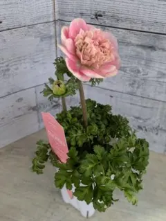 だいだい様 リクエスト 2点 まとめ商品