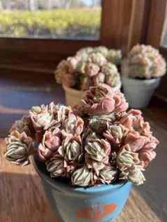 多肉☆ピンクナーシサス・大株・カット苗 多肉☆ピンクナーシサス・大株・カット苗 ザ・ガーデン港北ニュー