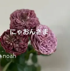 57 トトロ様専用 芍薬 ドライフラワー 10本 - メルカリ