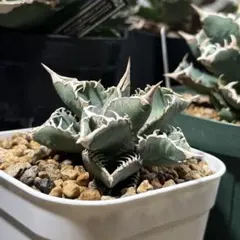 2026年最新】麻花 アガベの人気アイテム - メルカリ