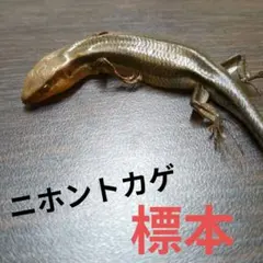 ニホントカゲ（愛知県産）標本（本物）先着順のサムネイル