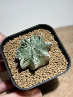 あっちゃん様 リクエスト 2点 まとめ商品