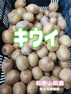 キウイ ご家庭用 サイズ混合 約1kg 自然栽培 ゆうパケットプラス発送