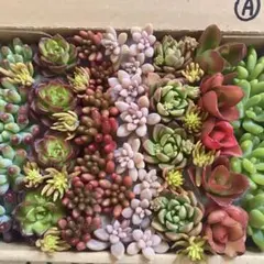 Y. m様 リクエスト 2点 まとめ商品