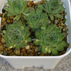2026年最新】多肉植物 センペルビウムの人気アイテム - メルカリ