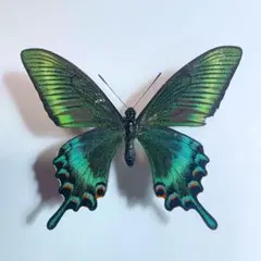 2026年最新】カラスアゲハの人気アイテム - メルカリ