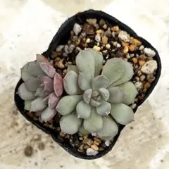 おらいさん苗⑨札付きポットごとメルカリ便バラ売り組み替え不可 おらいさん苗➄札付きポットごとメルカリ便バラ売り組み替え不可