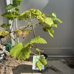 孟宗竹 山口県産 地下茎（苗）　約30cm （多少前後します）8本　2 孟宗竹 山口県産 地下茎（苗） 約30cm （多少前後します）5本 1 - メルカリ