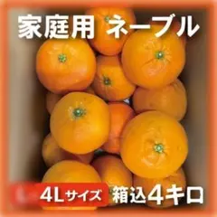 【ネーブル&不知火】2種セット 箱込み4kg オレンジ みかん 和歌山産