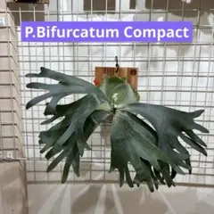 ビフルカツムコンパクト（ドワーフ種） 2026年最新】ビフルカツム コンパクトの人気アイテム - メルカリ