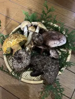 ✅本州四国発送限定✅天然きのこセット1220g ✅ハツタケたっぷり入ります ✓本州四国九州発送限定✓天然きのこセット 1100g ③ - メルカリ