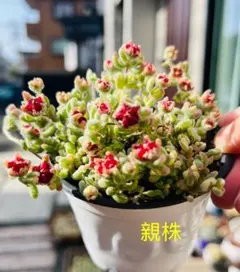 m*i様 多肉植物　ドロサンテマム　レッドダイヤモンド錦　紅宝石錦 カット苗4本