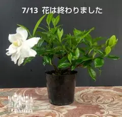クチナシ 八重の白花のサムネイル