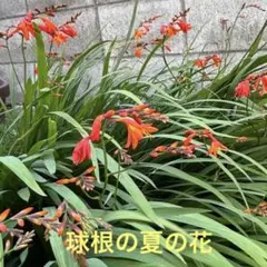 ニュアンスカラーのカンナ苗 モニーク ポットごと コンパクトボックス