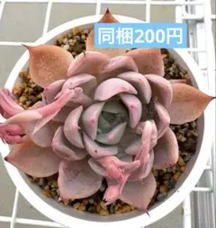 ショコラ(♡´︶`)ノ ..:*♪様 リクエスト 2点 まとめ商品