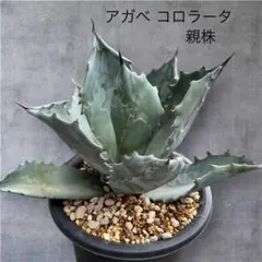 すーさん様 リクエスト 3点 まとめ商品