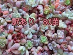寄せ植えセット　訳あり　80苗　多肉植物　エケベリア　カット苗