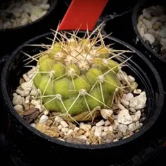 2026年最新】ハセルトニアナの人気アイテム - メルカリ