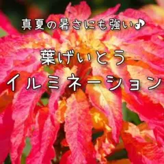 【イルミネーションのタネ】100粒　種子　種　葉げいとう　ハゲイトウのサムネイル