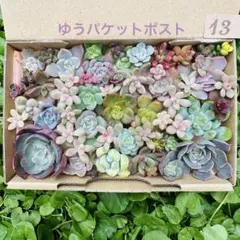 ✾13ちまちま寄せ植え　カット苗　多肉植物　寄せ植えセット　詰め合わせ　オーロラ