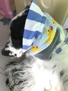 Item thumbnail for item af24d4dd-7409-4d20-abc6-b98d54a277ce