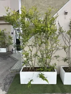 ④東京都内23区配送無料】定価33万　植物　シンボルツリー　シマトネリコ　植木 ④東京都内23区配送無料】定価33万 植物 シンボルツリー シマトネリコ