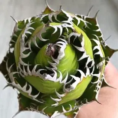 2026年最新】アガベ ホリダ 大株の人気アイテム - メルカリ