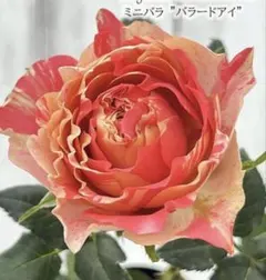 chacoの部屋様 リクエスト 2点 まとめ商品