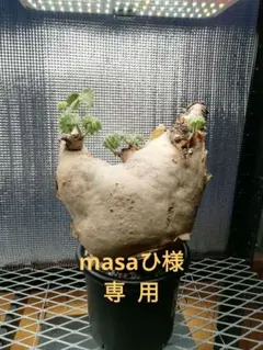 2025年最新】キフォステンマ マクロプスの人気アイテム - メルカリ