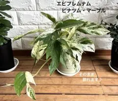 2026年最新】エピプレムナム ピナツム バリエガータの人気アイテム