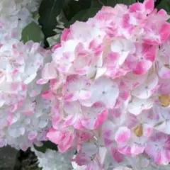 アジサイ苗　天使のほっぺのサムネイル