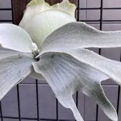 T.AB様 リクエスト 2点 まとめ商品