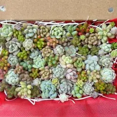 多肉植物　カット苗　詰め合わせ　ちびちびカット　ちまちま寄せ