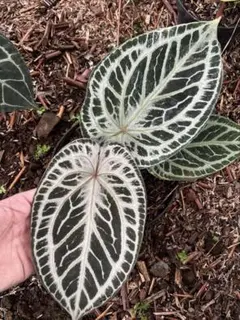 2026年最新】anthurium kosの人気アイテム - メルカリ