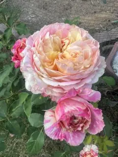 カーネーション パステルダマスカス 28センチ10本❲切り花生花バラ❳M