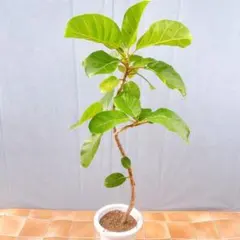 希少種❗フィカス・ジョイハート曲‼️ゴムの木観葉植物！幹太高さ115