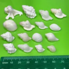 貝殻No278