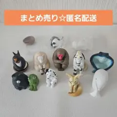 まちぼうけ　生き物　12個　まとめ売り