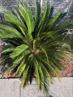 特大】 金環蘇鉄 ソテツ 観葉植物 南国 - メルカリ
