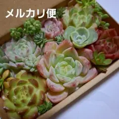 メルカリ便発送‼︎　レイオブライト　変わり斑 4株カット苗 メルカリ便発送‼︎ レイオブライト 変わり斑 4株カット苗