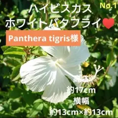 Panthera tigris様 リクエスト 4点 まとめ商品