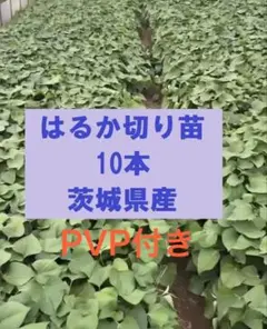 はるか切り苗 200本 茨城県産 PVP付き はるか切り苗 10本 茨城県産 PVP付き - メルカリ