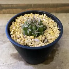 2026年最新】ギムノカリキウム 天平丸の人気アイテム - メルカリ