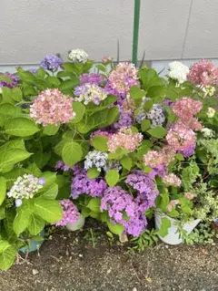 カレン様専用 虹色に染まる美しいグラデーションの紫陽花J - メルカリ