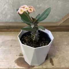 ユーフォルビア　ハナキリン　八福神　ピンク花のサムネイル
